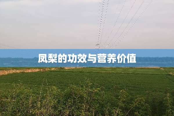 凤梨的功效与营养价值
