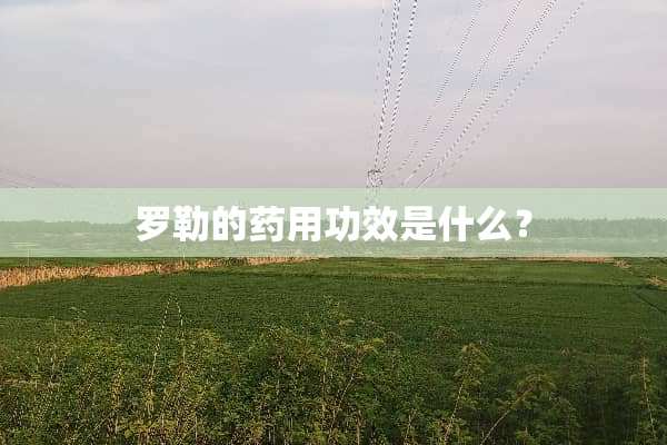 罗勒的药用功效是什么？