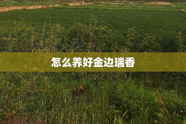 怎么养好金边瑞香