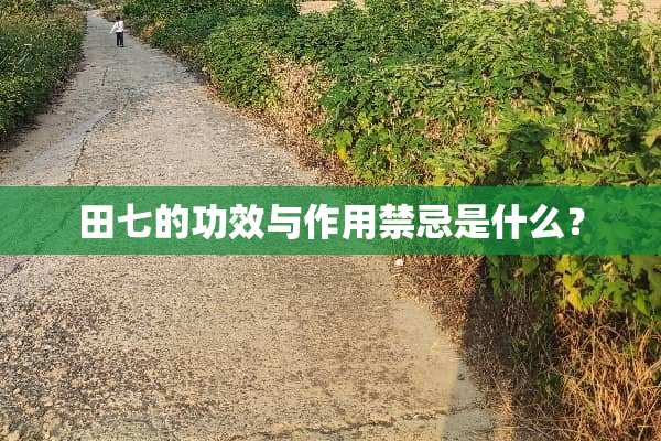 田七的功效与作用禁忌是什么？
