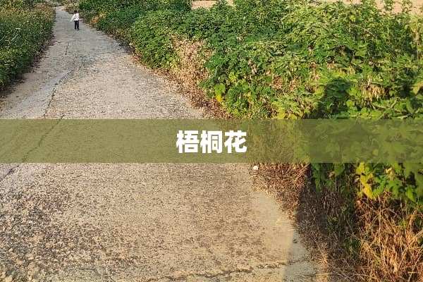 梧桐花