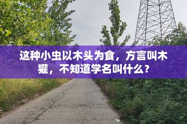 这种小虫以木头为食，方言叫木獾，不知道学名叫什么？