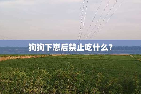 狗狗下崽后禁止吃什么？