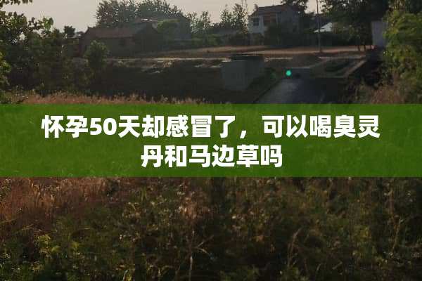 怀孕50天却感冒了，可以喝臭灵丹和马边草吗