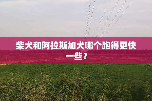 柴犬和阿拉斯加犬哪个跑得更快一些？