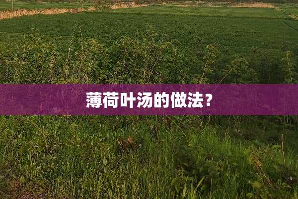 薄荷叶汤的做法？