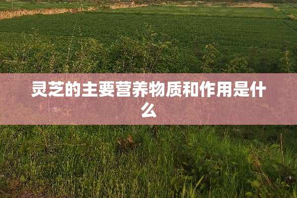 灵芝的主要营养物质和作用是什么