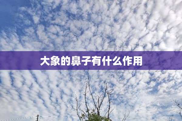 大象的鼻子有什么作用