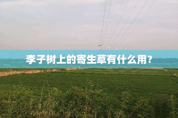 李子树上的寄生草有什么用？