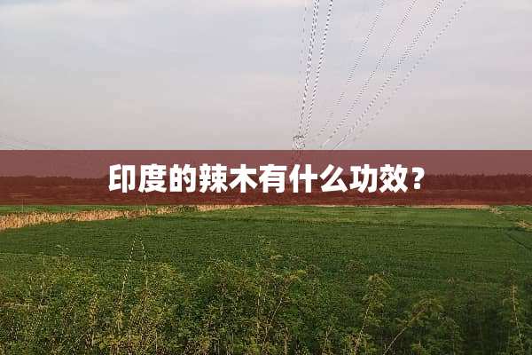 印度的辣木有什么功效？