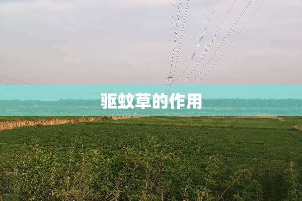 驱蚊草的作用