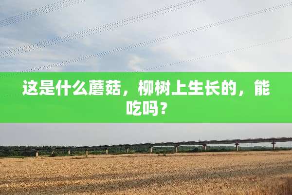 这是什么蘑菇，柳树上生长的，能吃吗？