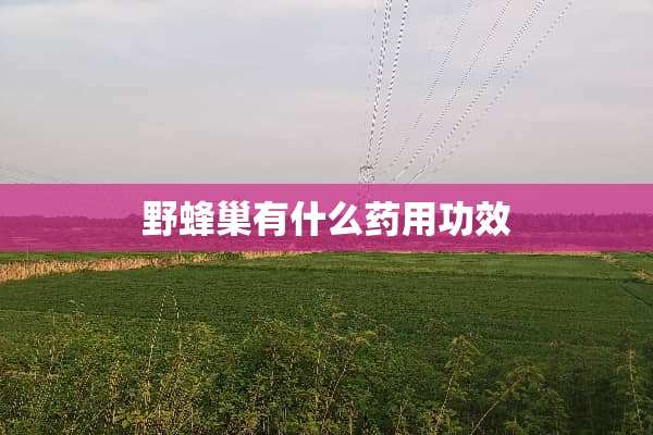 野蜂巢有什么药用功效