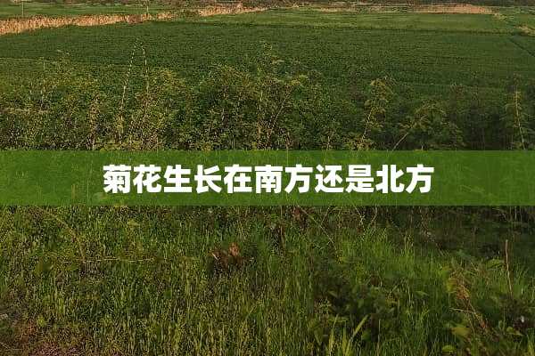 菊花生长在南方还是北方