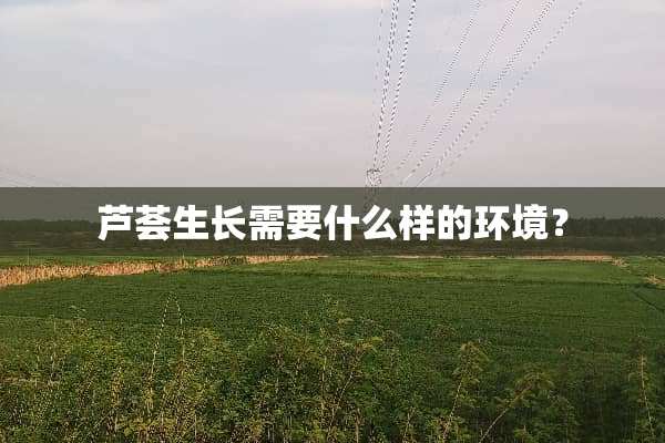 芦荟生长需要什么样的环境？
