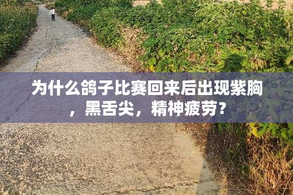 为什么鸽子比赛回来后出现紫胸，黑舌尖，精神疲劳？