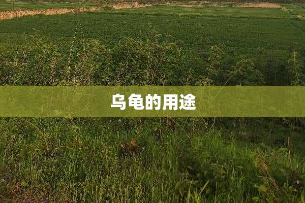 乌龟的用途