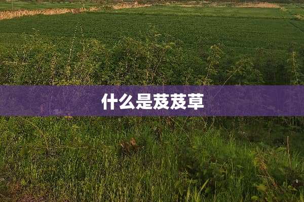 什么是芨芨草