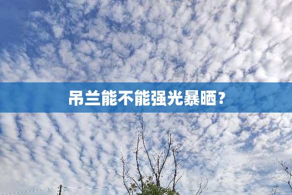 吊兰能不能强光暴晒？