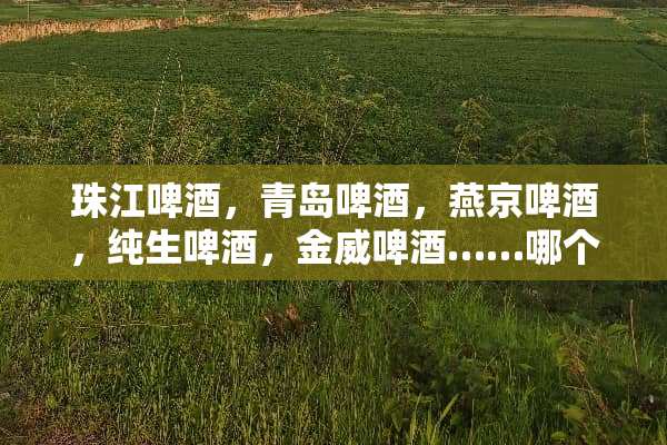 珠江啤酒，青岛啤酒，燕京啤酒，纯生啤酒，金威啤酒……哪个最好喝？