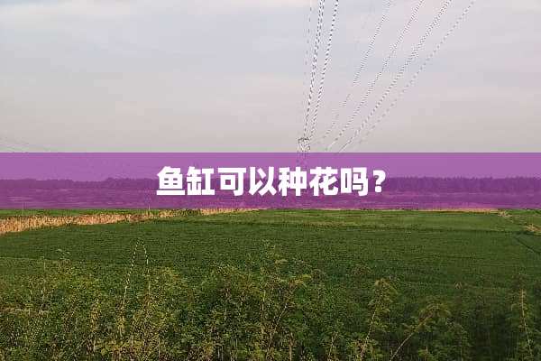 鱼缸可以种花吗？