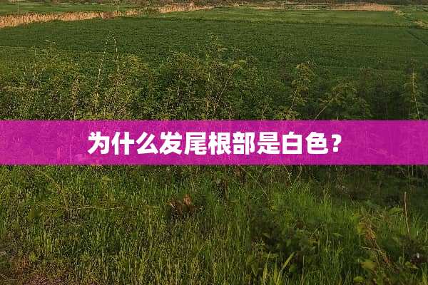 为什么发尾根部是白色？