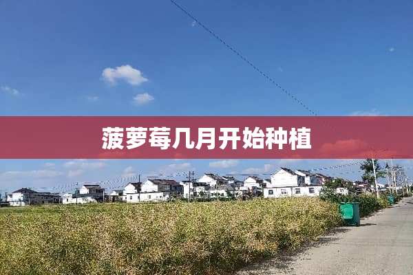 菠萝莓几月开始种植