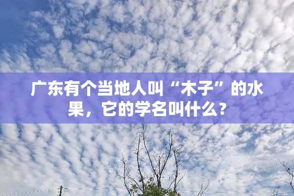 广东有个当地人叫“木子”的水果，它的学名叫什么？