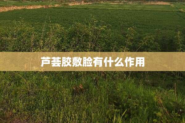 芦荟胶敷脸有什么作用