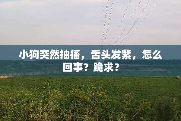 小狗突然抽搐，舌头发紫，怎么回事？跪求？