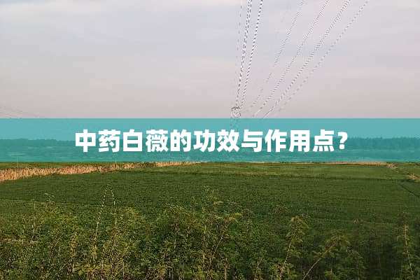 中药白薇的功效与作用点？