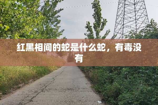红黑相间的蛇是什么蛇，有毒没有