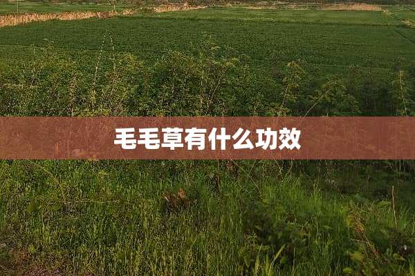 毛毛草有什么功效