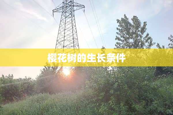 樱花树的生长条件