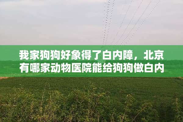 我家狗狗好象得了白内障，北京有哪家动物医院能给狗狗做白内障啊？