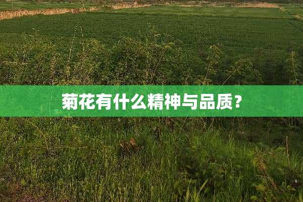 菊花有什么精神与品质？