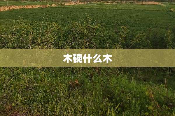 木碗什么木