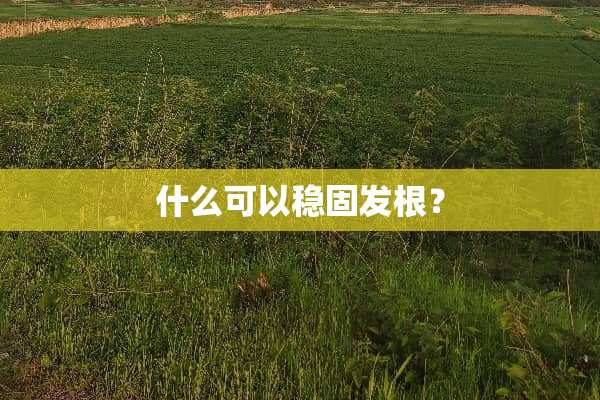 什么可以稳固发根？