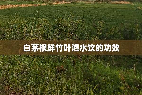 白茅根鲜竹叶泡水饮的功效