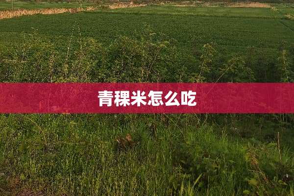 青稞米怎么吃