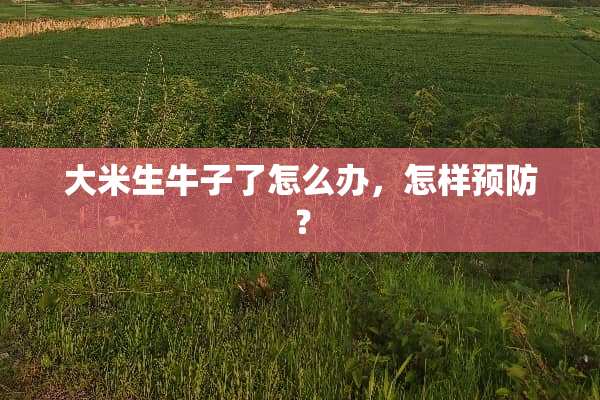大米生牛子了怎么办，怎样预防？