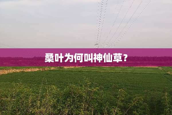 桑叶为何叫神仙草？