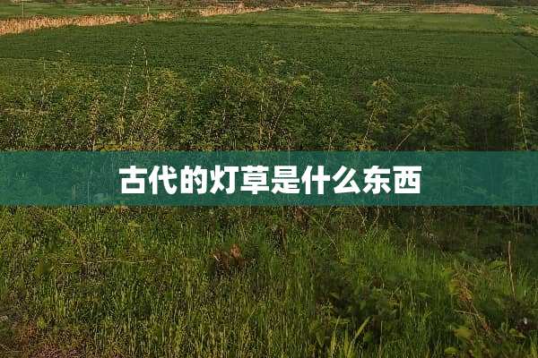 古代的灯草是什么东西