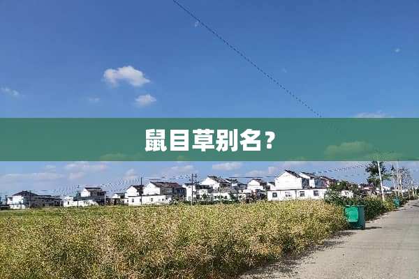鼠目草别名？