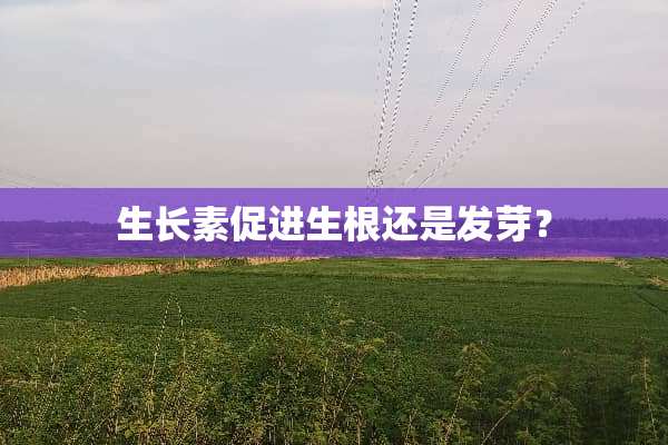 生长素促进生根还是发芽？