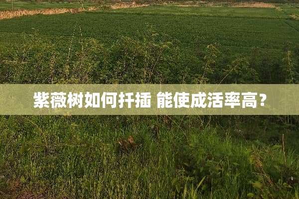 紫薇树如何扦插 能使成活率高？