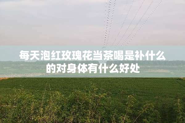 每天泡红玫瑰花当茶喝是补什么的对身体有什么好处