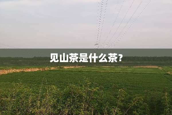 见山茶是什么茶？