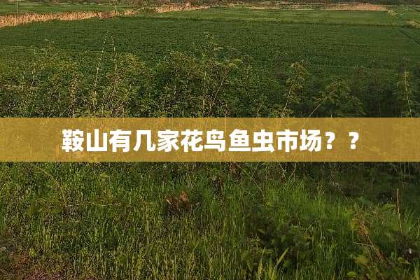 鞍山有几家花鸟鱼虫市场？？