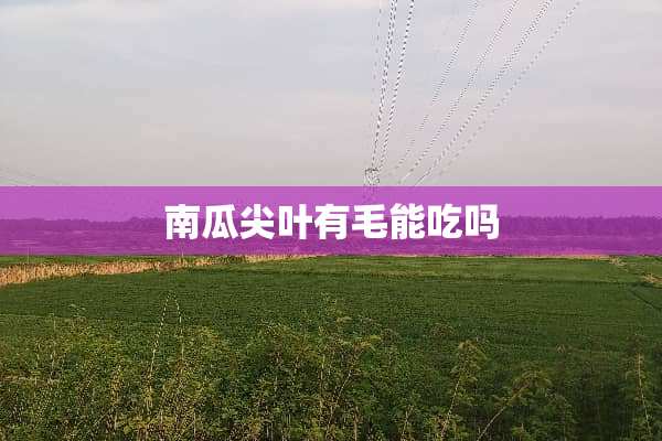 南瓜尖叶有毛能吃吗